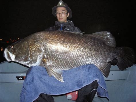 Big Fishes of the World: JAPANESE LATES (Lates japonicus).